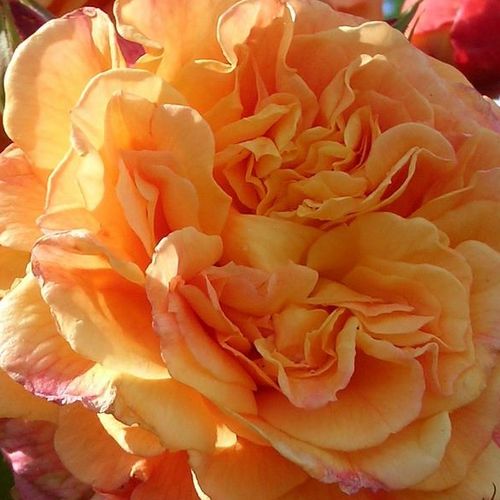 Online rózsa webáruház - virágágyi floribunda rózsa - narancssárga - Rosa Orangerie ® - nem illatos rózsa - W. Kordes & Sons - Kevés gondozást igénylő, igazán narancs színű rózsa.